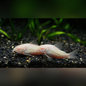 Albino Corydoras