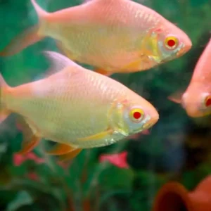 Albaino Tin Foil Barb