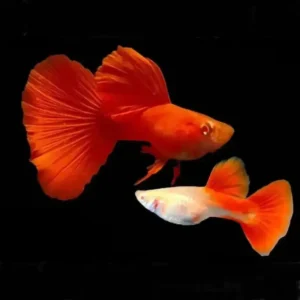 Albino red guppies