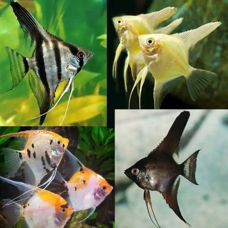 Angel Fish
