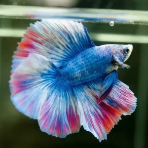 Betta fish