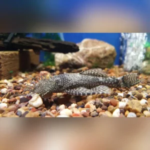 Bristlenose Pleco