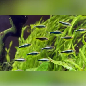Black neon tetra