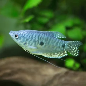 Blue Gourami
