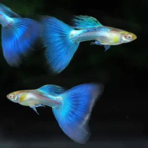 Blue mosaic guppies