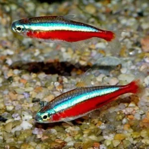 Cardinal Tetra