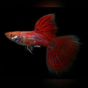 Chilli red guppies