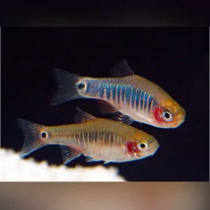 Emerald rasbora