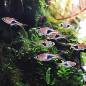 Espei Rasbora
