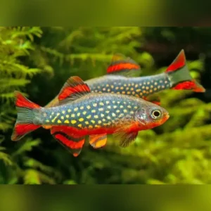 Galaxy rasbora