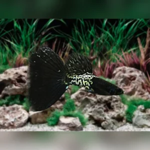 Metal black guppies