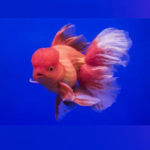Oranda Gold