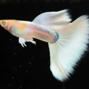 Platinum Guppies