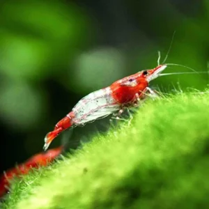 Red Rili Shrimp