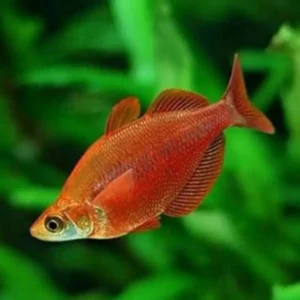 Scarlet Rambo fish